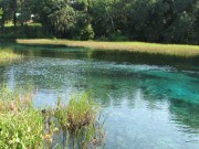An Ecosystem-Level Study of Florida’s Springs – Florida Fish and Wildlife Conservation Commission