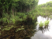 New River Swamp Wetlands Mitigation Site - Beaufort-Jasper Water and Sewer Authority