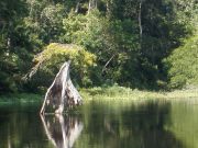 Gum Springs Flow Diversion Study: Whole Ecosystem Metabolism Study – Southwest Florida Water Management District (SWFWMD)