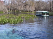 Silver Springs 50-Year Retrospective Study – St. Johns River Water Management District (SJRWMD)
