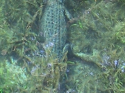 silver_gator