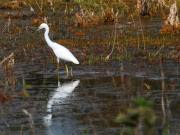 Sunnyvale Mitigation - Suwannee River Water Management District (SRWMD)