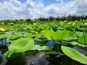 Sweetwater Branch/Paynes Prairie Sheetflow Restoration Project - Gainesville Regional Utilities